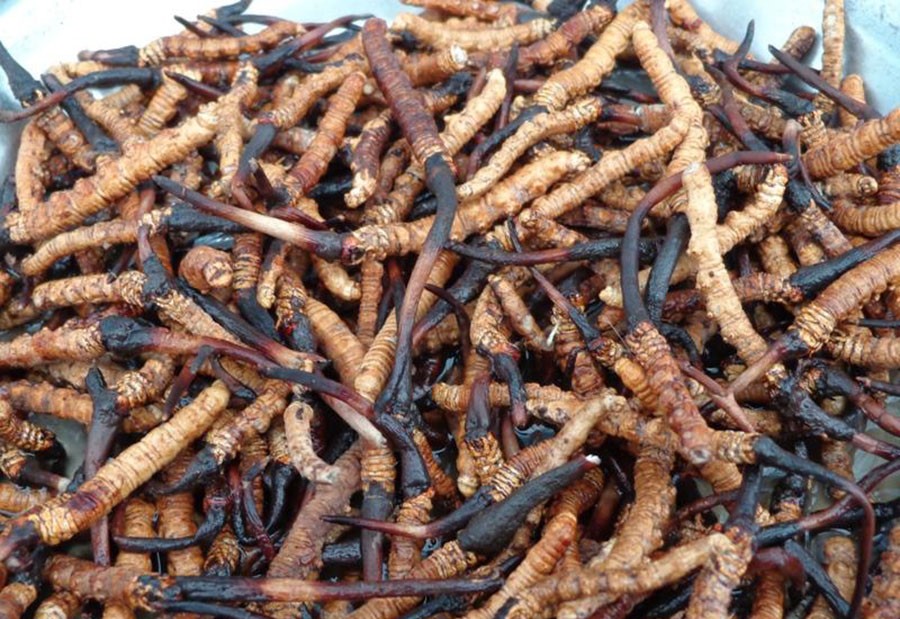 यार्सागुम्बा कति स्वास्थ्यबर्द्धक ?