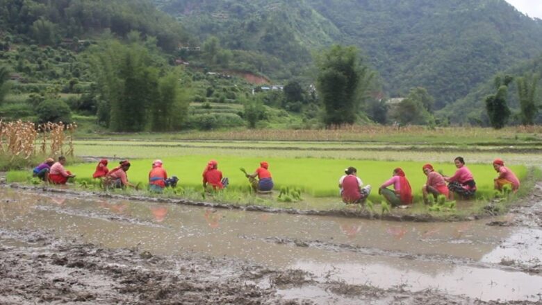 गुल्मीमा धान रोप्ने क्षेत्रफल घट्दै