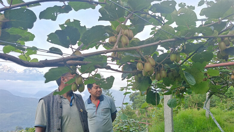 बेलायतको भिसा त्यागेका लालबहादुर किवी खेतीबाट सन्तुष्ट