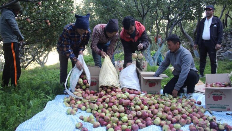 मुस्ताङको स्याउ भदौमा नै पाक्न थाल्यो