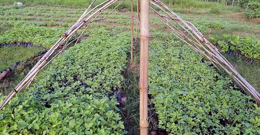 अनुदान कार्यक्रमले पशुपालन किसान उत्साहित