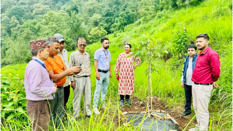 बाँदरबाट हैरान पर्वतका किसान व्यावसायिक ओखरखेतीमा