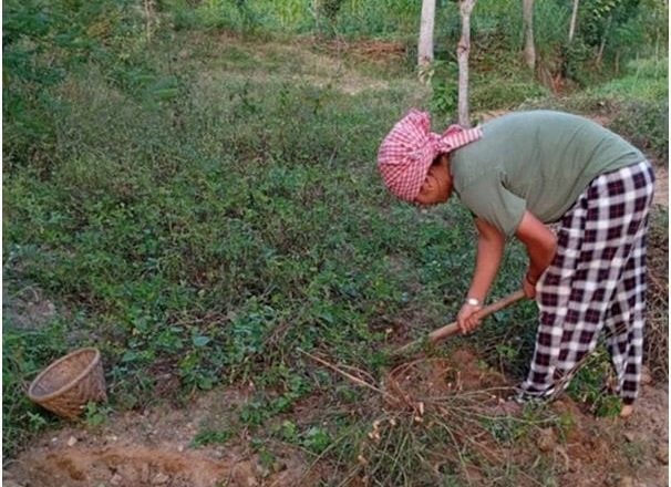 पाँच मुरीभन्दा बढी बदाम फलाउनेलाई पुरस्कार !