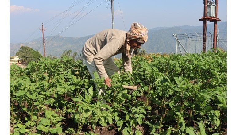 ९० वर्षको उमेरमा कृषि र पशुपालनमा सक्रिय