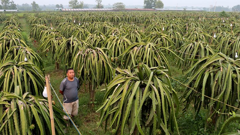 व्यावसायिक ‘ड्रागन फ्रुट’ खेतीमा आकर्षण बढ्दै