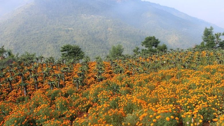 ड्रागन फ्रुटसँगै सयपत्री फूलको खेती