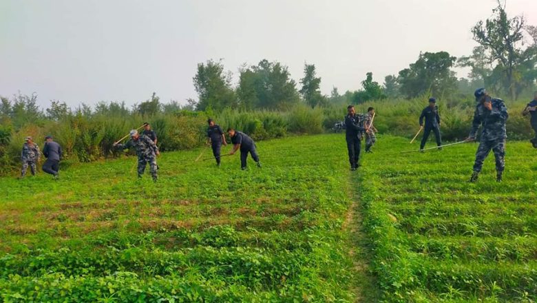 पर्साका ग्रामीण भेगमा फस्टायो गाँजाखेती