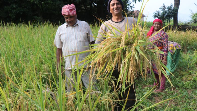 पाक्न लागेको धान असिनापानीले सखाप