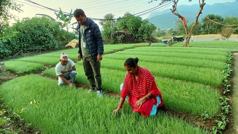 प्याजका बिरुवा बेचेर एक सिजनमा डेढ लाख कमाउँछन् पाल्पाका गोविन्दप्रसाद