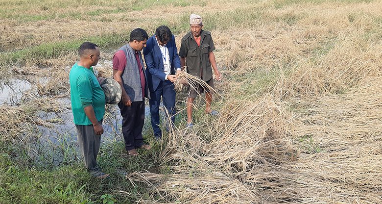 भित्र्याउनेबेला फेवाफाँटको जेठोबुढोमा गभारो