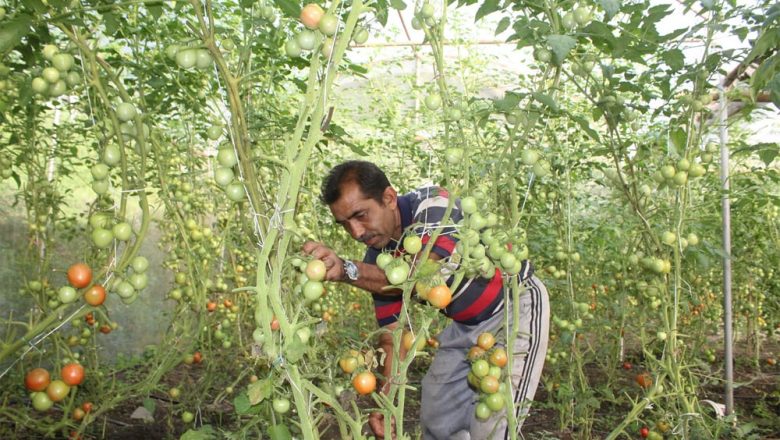 ‘आफ्नै खेतबारीमा नङग्रा खियाउँदा सन्तुष्टी मिल्दो रहेछ’