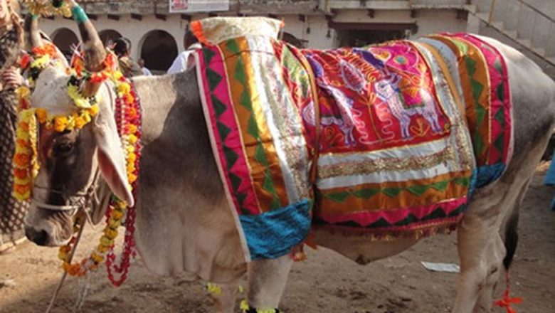 आज कात्तिक शुक्ल प्रतिपदा : गाई,गोरु र गोवर्द्धन पूजा गरिंदै