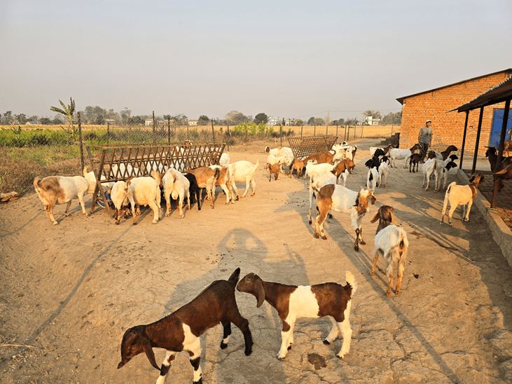 विदेशबाट फर्किएका युवा बाख्रापालन व्यवसायमा संलग्न