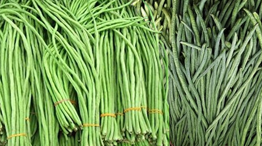 तने बोडीमा देखियो ९२ प्रतिशत विषादी