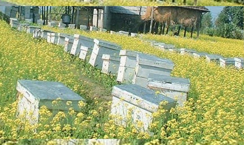 रामपुरमा बालीनालीमा छरेको विषादीले मौरी सखाप