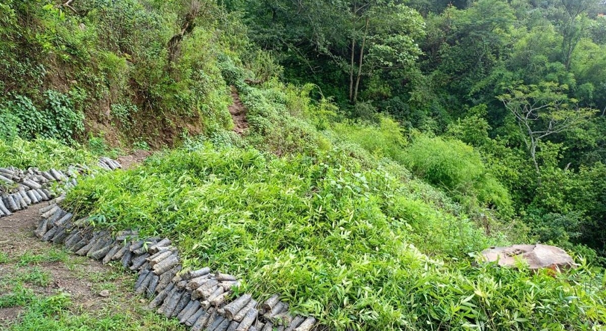 पाल्पाका किसानको नयाँ रोजाइ : वन्यजन्तुको क्षति बढेपछि टिमुरखेतीतर्फ मोड