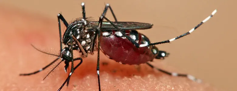 डेंगु सङ्क्रमण बढ्दै, कुन प्रदेशमा कति सङ्क्रमित ?
