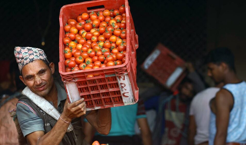 गोलभेँडाको भाउ बढ्यो, किलोको कति ?