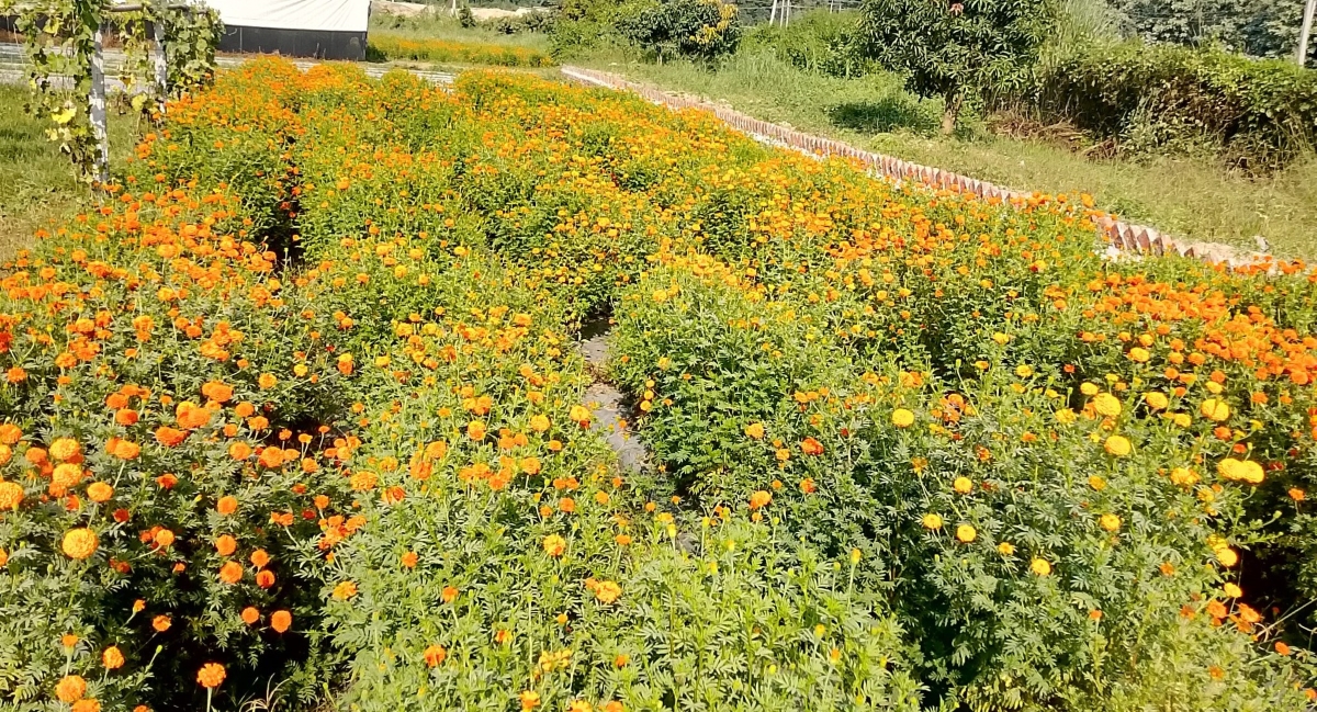 केरवानी माविका विद्यार्थी पढ्दै कमाउँदै : तिहारमा फूल बेचेरै कमाए ६५ हजार&hellip;