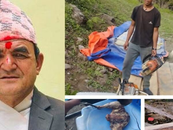 बाजुराको हिमाली गाउँपालिकाका अध्यक्षविरुद्ध हुम्लामा काठ…