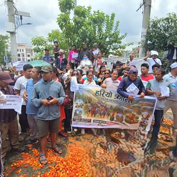 भारतीय गोलभेँडाको दबदबा: बजार भाउ १० रुपैयाँ मुनि झरेपछि नेपाली किसान आन्दोलित